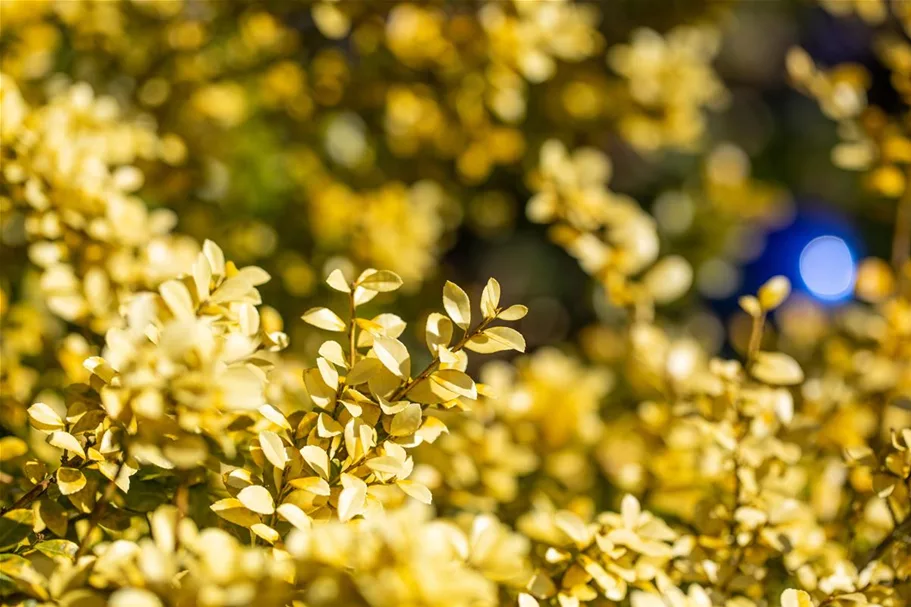 Gelber Berg-Ilex 'Golden Gem' Topfgröße 2 Liter / Höhe 20-25cm