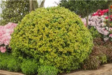 Gelber Berg-Ilex 'Golden Gem' Topfgröße 2 Liter / Höhe 20-25cm