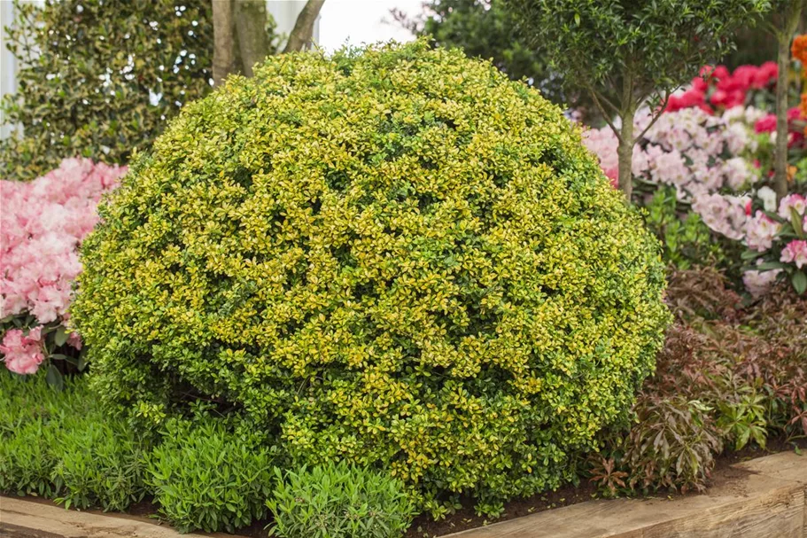 Gelber Berg-Ilex 'Golden Gem' Topfgröße 2 Liter / Höhe 20-25cm