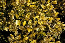 Gelber Berg-Ilex 'Golden Gem' Topfgröße 2 Liter / Höhe 20-25cm