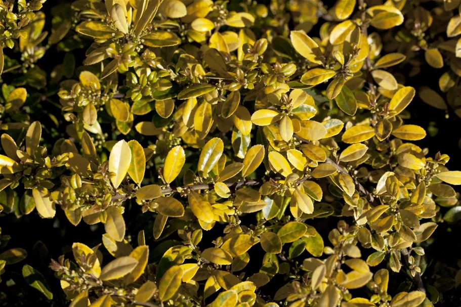 Gelber Berg-Ilex 'Golden Gem' Topfgröße 2 Liter / Höhe 20-25cm