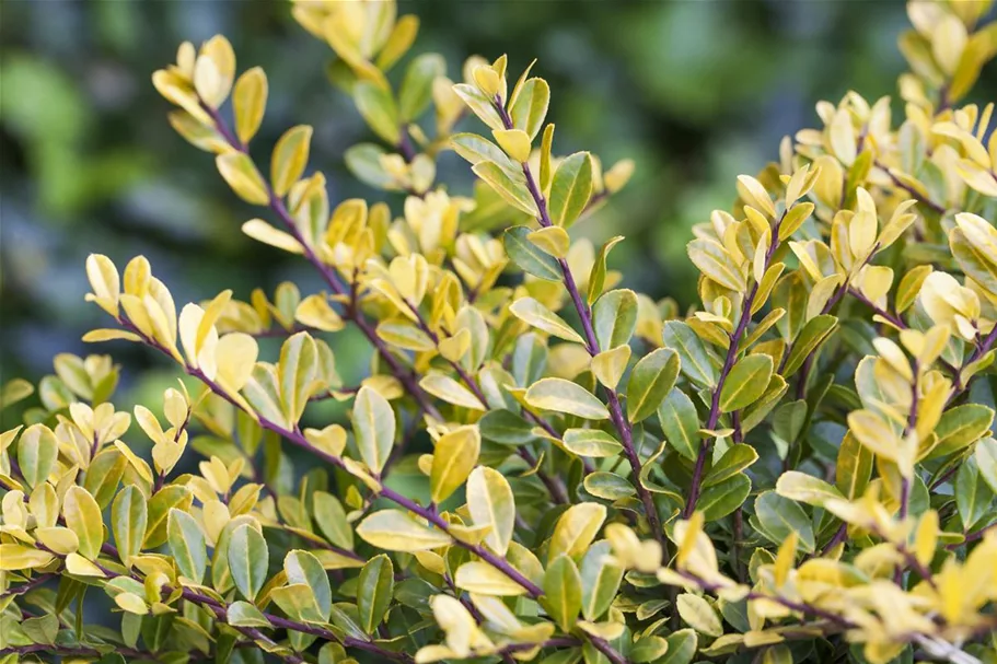 Gelber Berg-Ilex 'Golden Gem' Topfgröße 2 Liter / Höhe 20-25cm