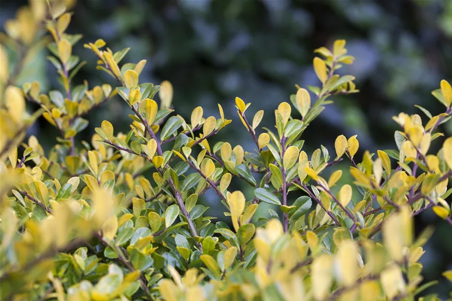 Gelber Berg-Ilex 'Golden Gem' Topfgröße 2 Liter / Höhe 20-25cm