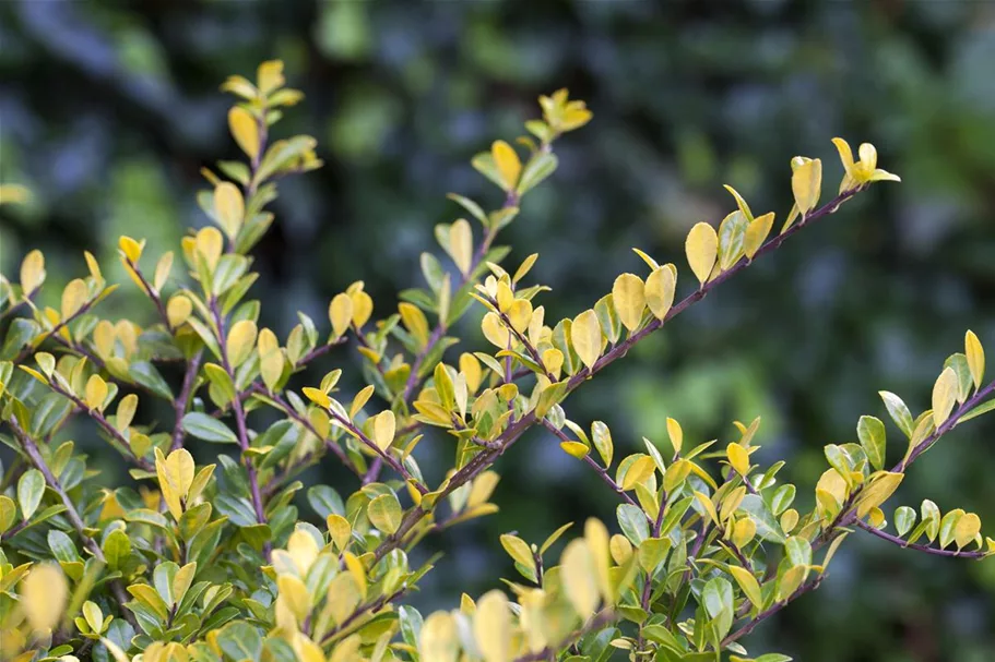 Gelber Berg-Ilex 'Golden Gem' Topfgröße 2 Liter / Höhe 20-25cm