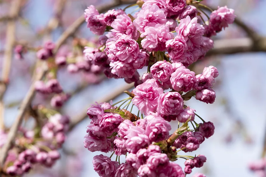 Hängende Nelkenkirsche 'Kiku-shidare-zakura' Topfgröße 10 Liter / Höhe 80-100cm