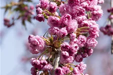 Hängende Nelkenkirsche 'Kiku-shidare-zakura' Topfgröße 10 Liter / Höhe 80-100cm