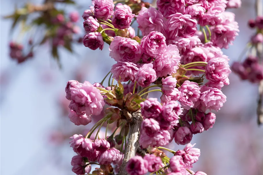 Hängende Nelkenkirsche 'Kiku-shidare-zakura' Topfgröße 10 Liter / Höhe 80-100cm