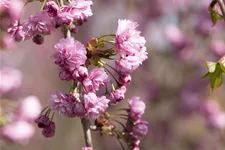 Hängende Nelkenkirsche 'Kiku-shidare-zakura' Topfgröße 10 Liter / Höhe 80-100cm