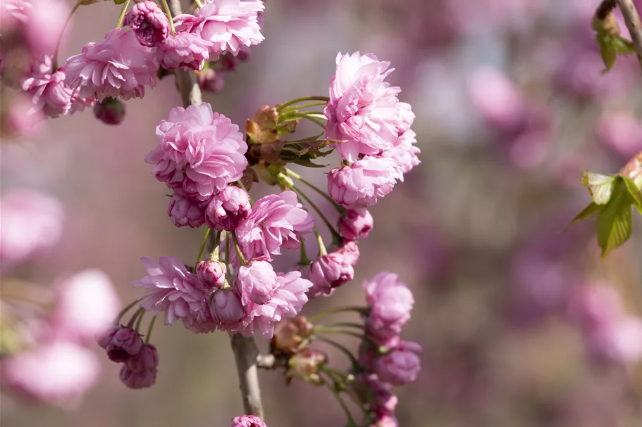 Hängende Nelkenkirsche 'Kiku-shidare-zakura' Topfgröße 10 Liter / Höhe 80-100cm