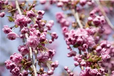 Hängende Nelkenkirsche 'Kiku-shidare-zakura' Topfgröße 10 Liter / Höhe 80-100cm