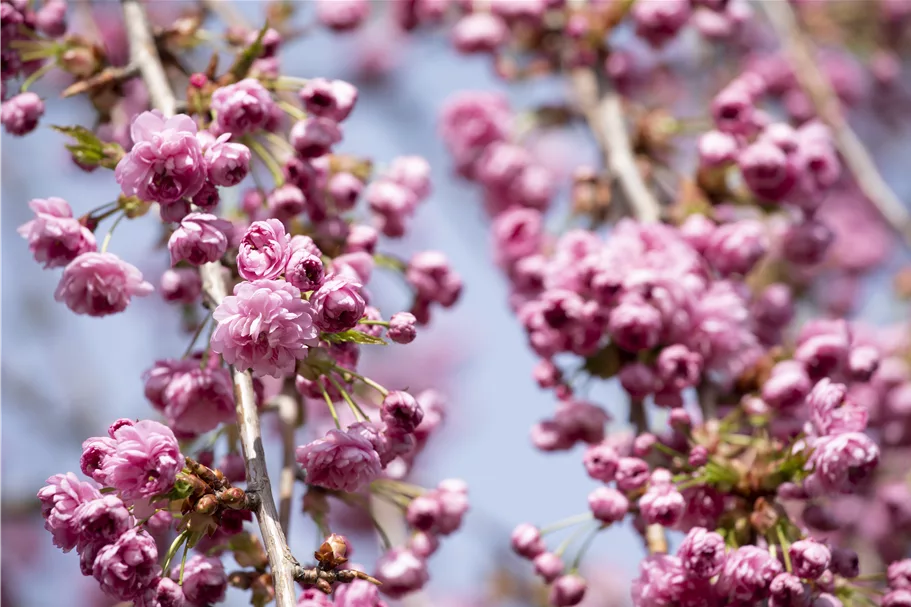 Hängende Nelkenkirsche 'Kiku-shidare-zakura' Topfgröße 10 Liter / Höhe 80-100cm