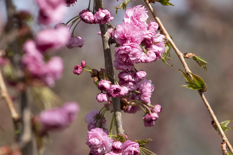 Hängende Nelkenkirsche 'Kiku-shidare-zakura' Topfgröße 10 Liter / Höhe 80-100cm