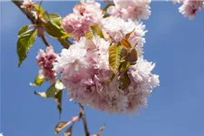 Hängende Nelkenkirsche 'Kiku-shidare-zakura' Topfgröße 10 Liter / Höhe 80-100cm