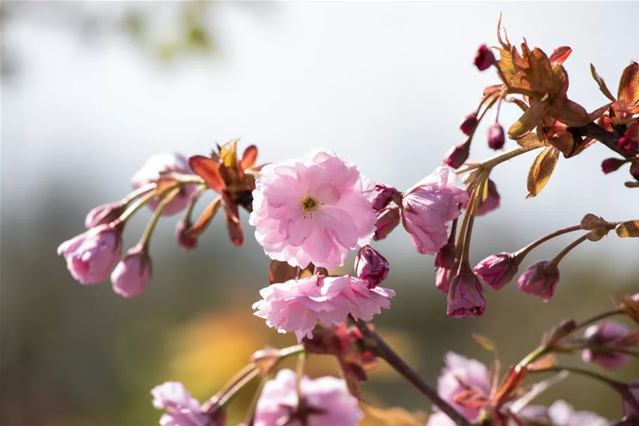 Hängende Nelkenkirsche 'Kiku-shidare-zakura' Topfgröße 10 Liter / Höhe 80-100cm