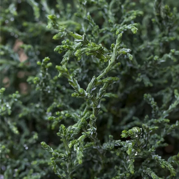 Hinoki-Scheinzypresse 'Lycopodioides'