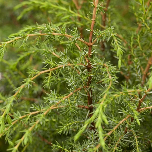 Irischer Säulenwacholder 'Hibernica'