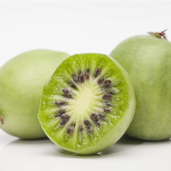 Mini-Kiwi