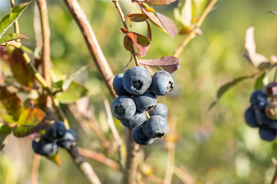 Heidelbeere 'Bluecrop' Topfgröße 2 Liter / Höhe 25-30cm