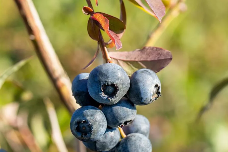 Heidelbeere 'Bluecrop' Topfgröße 2 Liter / Höhe 25-30cm