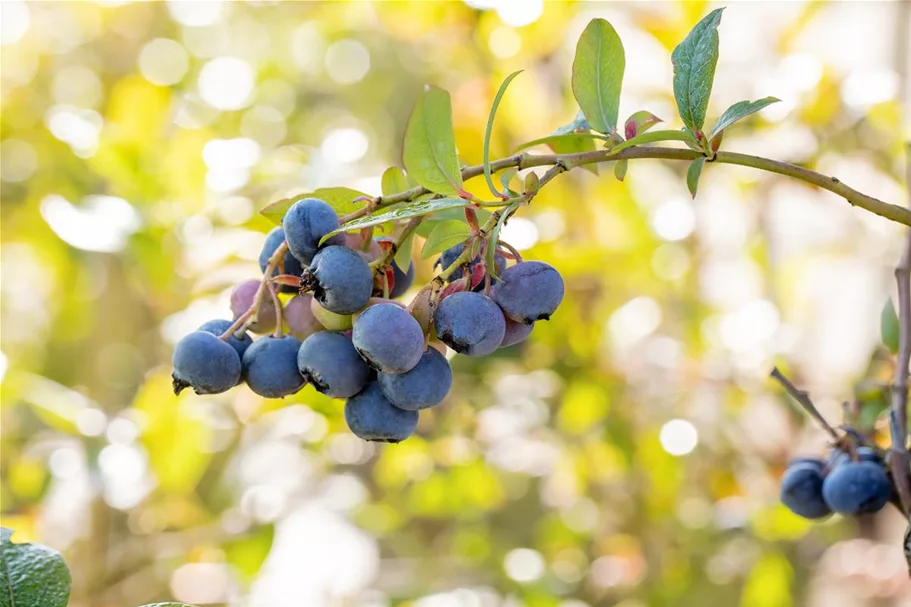 Heidelbeere 'Bluecrop' Topfgröße 2 Liter / Höhe 25-30cm