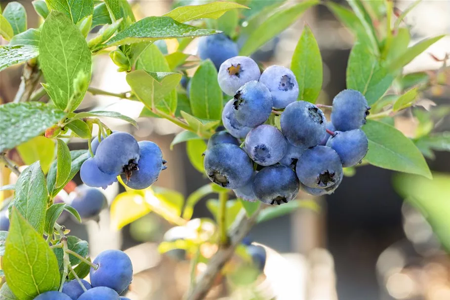 Heidelbeere 'Bluecrop' Topfgröße 2 Liter / Höhe 25-30cm