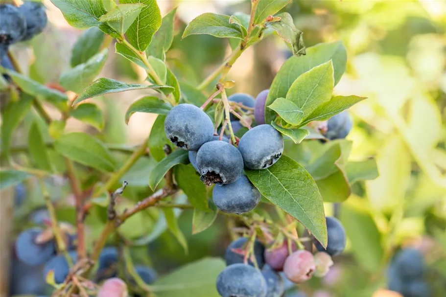 Heidelbeere 'Bluecrop' Topfgröße 2 Liter / Höhe 25-30cm