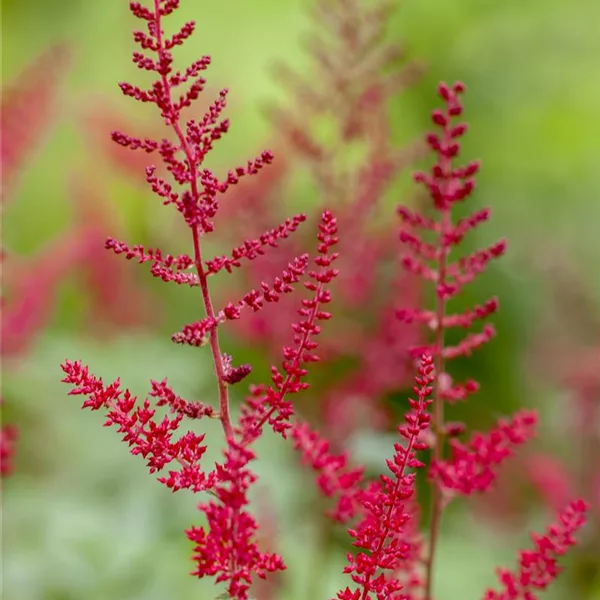 Frühe Prachtspiere 'Montgomery'