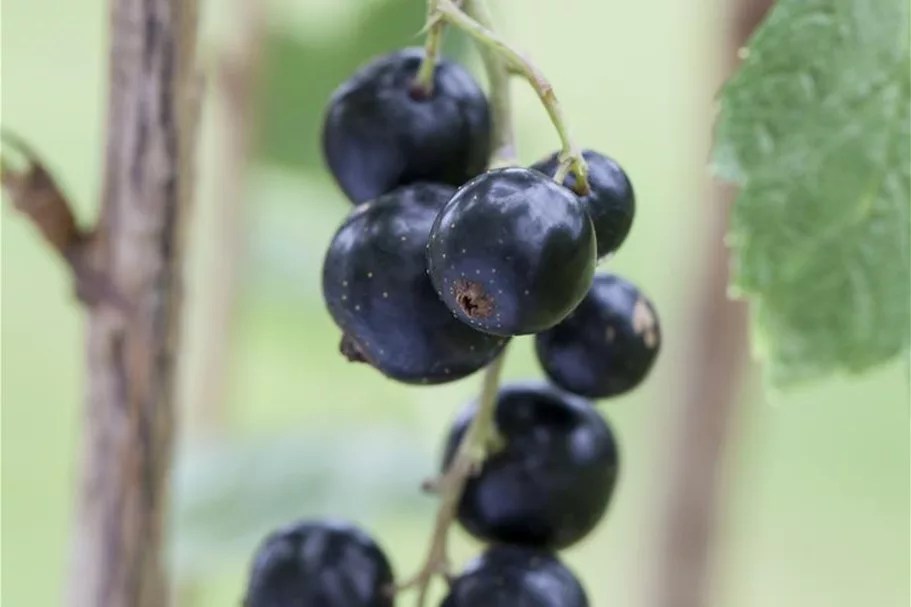 Johannisbeere Polar Fruits® 'Black Currant Berry' Topfgröße 5 Liter / Höhe 50-60cm