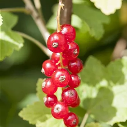 Johannisbeere 'Jonkheer van Tets'