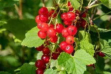 Johannisbeere 'Jonkheer van Tets' Topfgröße 2 Liter Vierecktopf