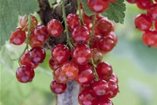 Johannisbeere Polar Fruits® 'Red Currant Berry' Topfgröße 5 Liter / Höhe 50-60cm