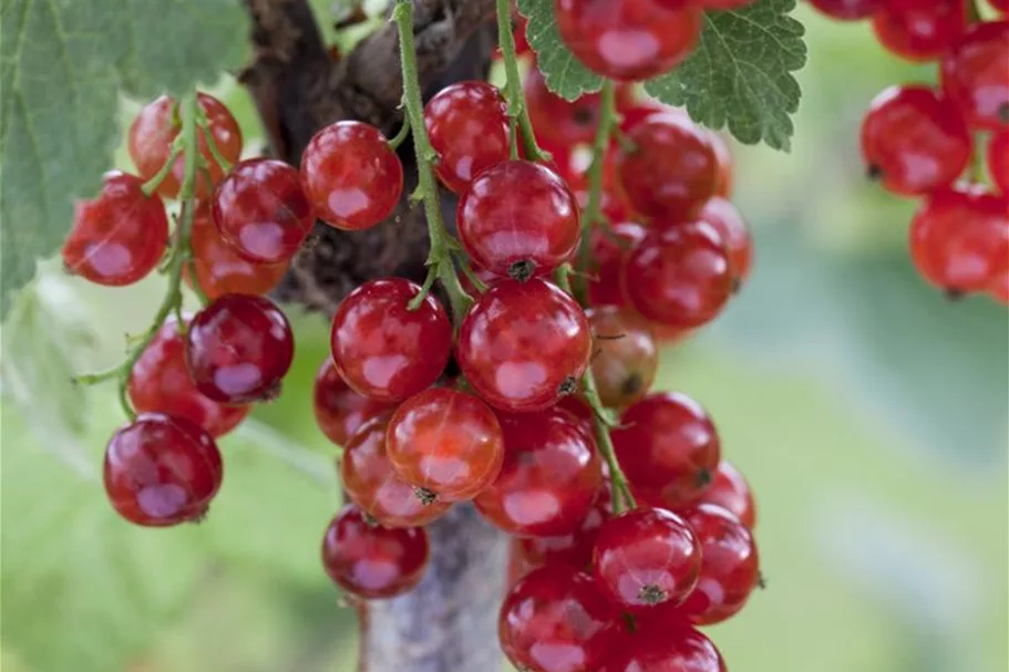 Johannisbeere Polar Fruits® 'Red Currant Berry' Topfgröße 5 Liter / Höhe 50-60cm