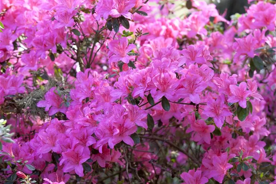 Japanische Azalee 'Kermesina' Topfgröße 2,3 Liter