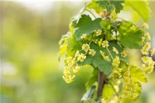 Johannisbeere Polar Fruits® 'White Currant Berry' Topfgröße 5 Liter / Höhe 50-60cm