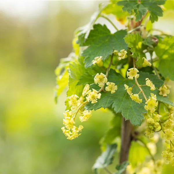 Johannisbeere Polar Fruits® 'White Currant Berry'