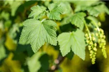 Johannisbeere Polar Fruits® 'White Currant Berry' Topfgröße 5 Liter / Höhe 50-60cm