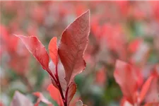 Glanzmispel 'Little Red Robin' Topfgröße 3,4 Liter / Höhe 25-30cm