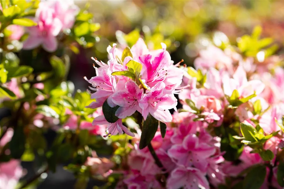 Japanische Azalee 'Kermesina Rose' Topfgröße 2,3 Liter