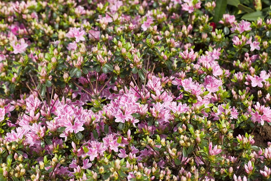 Japanische Azalee 'Kermesina Rose' Topfgröße 2,3 Liter