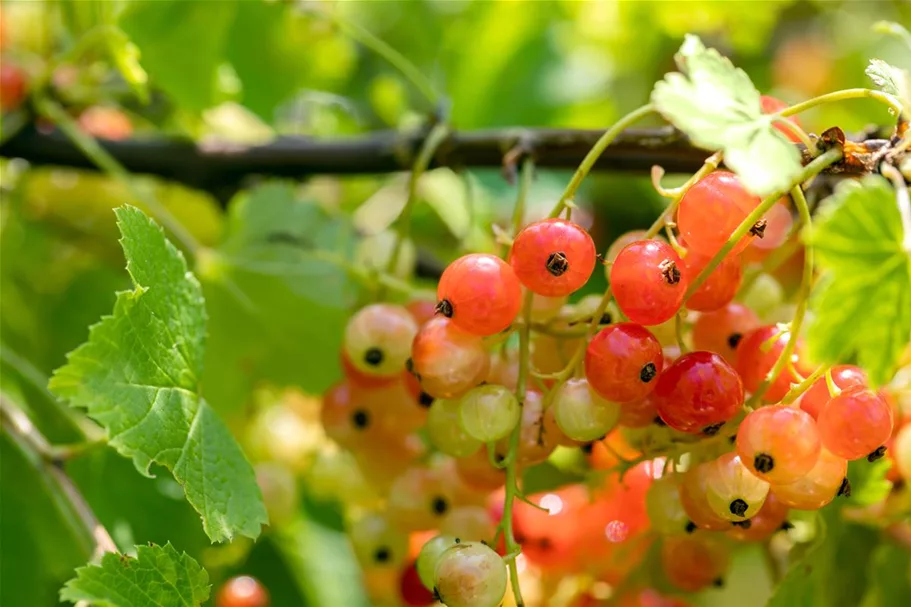 Johannisbeere 'Rondom' Topfgröße 5 Liter / Höhe 50-60cm