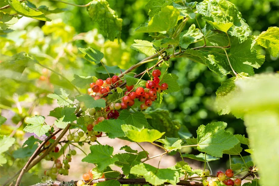 Johannisbeere 'Rondom' Topfgröße 5 Liter / Höhe 50-60cm