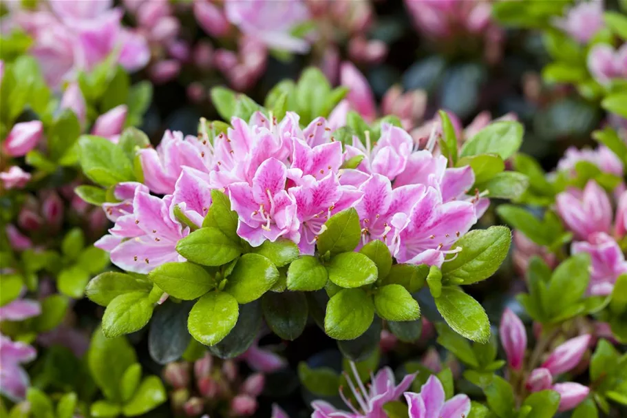 Japanische Azalee 'Kermesina Rose' Topfgröße 2,3 Liter