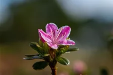 Japanische Azalee 'Kermesina Rose' Topfgröße 2,3 Liter