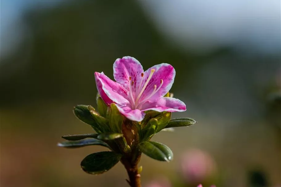 Japanische Azalee 'Kermesina Rose' Topfgröße 2,3 Liter