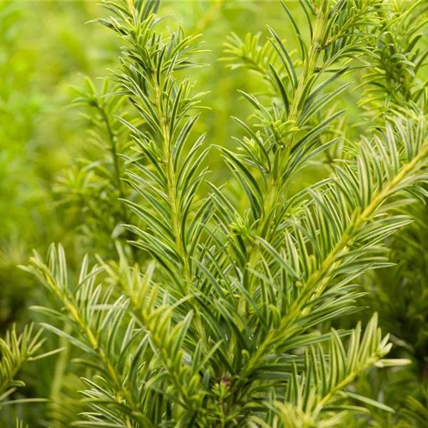 Goldene Straucheibe 'Semperaurea'