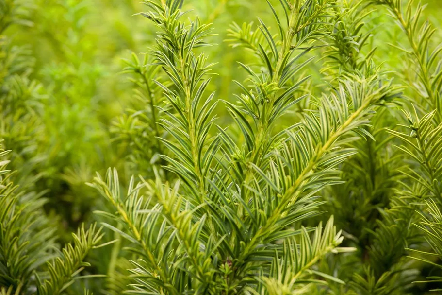 Goldene Straucheibe 'Semperaurea' Topfgröße 2 Liter / Höhe 20-25cm