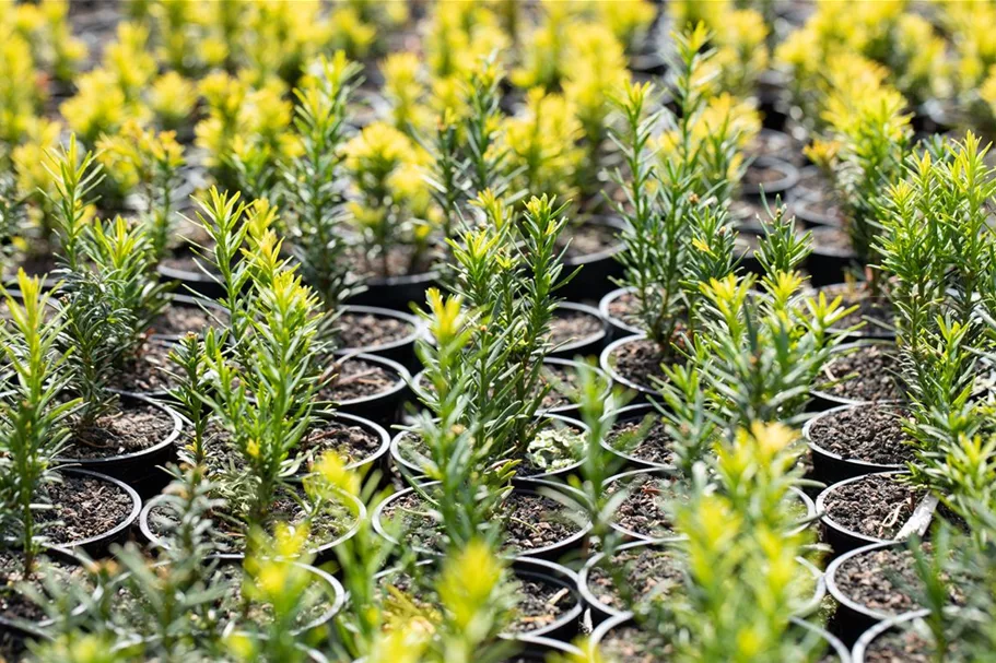 Goldene Straucheibe 'Semperaurea' Topfgröße 2 Liter / Höhe 20-25cm