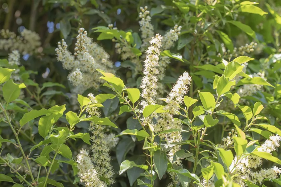 Portugiesische Lorbeerkirsche 'Angustifolia' Topfgröße 4,6 Liter / Höhe 40-50cm