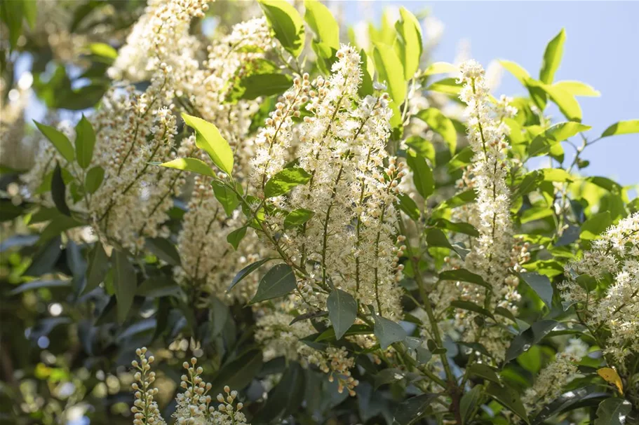 Portugiesische Lorbeerkirsche 'Angustifolia' Topfgröße 4,6 Liter / Höhe 40-50cm