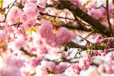 Japanische Nelkenkirsche 'Kanzan' Topfgröße 10 Liter / Höhe 80-100cm